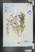  ( - Ge01159)  @11 [ ] CreativeCommons  Attribution Non-Commercial Share-Alike  Unspecified Herbarium of South China Botanical Garden