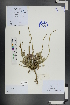  ( - Ge01171)  @11 [ ] CreativeCommons  Attribution Non-Commercial Share-Alike  Unspecified Herbarium of South China Botanical Garden
