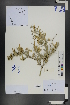  (Convolvulus fruticosus - Ge01186)  @11 [ ] CreativeCommons  Attribution Non-Commercial Share-Alike  Unspecified Herbarium of South China Botanical Garden