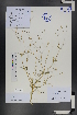  (Lomelosia - Ge01233)  @11 [ ] CreativeCommons  Attribution Non-Commercial Share-Alike  Unspecified Herbarium of South China Botanical Garden