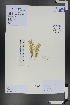  ( - Ge01269)  @11 [ ] CreativeCommons  Attribution Non-Commercial Share-Alike  Unspecified Herbarium of South China Botanical Garden