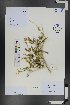  ( - Ge01271)  @11 [ ] CreativeCommons  Attribution Non-Commercial Share-Alike  Unspecified Herbarium of South China Botanical Garden