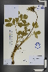  ( - Ge01284)  @11 [ ] CreativeCommons  Attribution Non-Commercial Share-Alike  Unspecified Herbarium of South China Botanical Garden