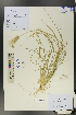  ( - Ge01350)  @11 [ ] CreativeCommons  Attribution Non-Commercial Share-Alike  Unspecified Herbarium of South China Botanical Garden