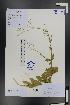 ( - Ge01364)  @11 [ ] CreativeCommons  Attribution Non-Commercial Share-Alike  Unspecified Herbarium of South China Botanical Garden
