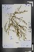  ( - Ge01368)  @11 [ ] CreativeCommons  Attribution Non-Commercial Share-Alike  Unspecified Herbarium of South China Botanical Garden