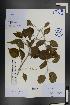  ( - Ge01489)  @11 [ ] CreativeCommons  Attribution Non-Commercial Share-Alike  Unspecified Herbarium of South China Botanical Garden