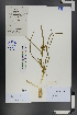  (Ixioliriaceae - Ge00702)  @11 [ ] CreativeCommons  Attribution Non-Commercial Share-Alike  Unspecified Herbarium of South China Botanical Garden