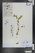  (Nonea - Ge00754)  @11 [ ] CreativeCommons  Attribution Non-Commercial Share-Alike  Unspecified Herbarium of South China Botanical Garden