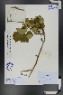  ( - Ge00808)  @11 [ ] CreativeCommons  Attribution Non-Commercial Share-Alike  Unspecified Herbarium of South China Botanical Garden