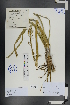  ( - Ge00839)  @11 [ ] CreativeCommons  Attribution Non-Commercial Share-Alike  Unspecified Herbarium of South China Botanical Garden