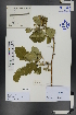 ( - Ge00870)  @11 [ ] CreativeCommons  Attribution Non-Commercial Share-Alike  Unspecified Herbarium of South China Botanical Garden