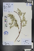  ( - Ge01031)  @11 [ ] CreativeCommons  Attribution Non-Commercial Share-Alike  Unspecified Herbarium of South China Botanical Garden