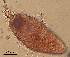  (Proctotrema FC_sp 1 - DPDP-0006)  @11 [ ] No Rights Reserved (2014) Unspecified Unspecified