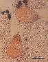  ( - DPDP-0007)  @11 [ ] No Rights Reserved (2014) Unspecified Unspecified