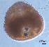  (Urastoma FB_sp 2 - DPDP-0103)  @11 [ ] No Rights Reserved (2014) Unspecified Unspecified