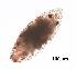  (Urastoma FB_sp 3 - DPDP-0107)  @11 [ ] No Rights Reserved (2014) Unspecified Unspecified