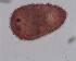  (Urastoma - DPDP-0117)  @11 [ ] No Rights Reserved (2014) Unspecified Unspecified