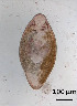  (Proctotrema FC_sp 3 - DPDP-0139)  @11 [ ] No Rights Reserved (2014) Unspecified Unspecified