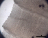  (Cyclophyllidea sp. 1 - DPDP-0488)  @11 [ ] No Rights Reserved (2016) Unspecified Unspecified