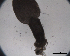  (Trypanorhyncha sp. 1 - DPDP-0516)  @11 [ ] No Rights Reserved (2016) Unspecified Unspecified