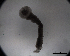  (Cyclophyllidea sp. 2 - DPDP-0528)  @11 [ ] No Rights Reserved (2016) Unspecified Unspecified