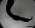  (Cyclophyllidea sp. 3 - DPDP-0534)  @11 [ ] No Rights Reserved (2016) Unspecified Unspecified