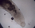  (Ectenururs - DPDP-0547)  @11 [ ] No Rights Reserved (2016) Unspecified Unspecified