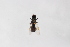  (Prosopochrysa - Str20190109)  @11 [ ] CreativeCommons  Attribution Non-Commercial Share-Alike (2021) zhang tingting Shandong Agricultural University