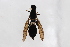  (Ptecticus japonicus - Str20210107)  @11 [ ] CreativeCommons  Attribution Non-Commercial Share-Alike (2021) zhang tingting Shandong Agricultural University