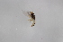  (Sphaerophoria qinbaensis - Syr20210621)  @11 [ ] CreativeCommons  Attribution Non-Commercial Share-Alike (2021) zhang tingting Shandong Agricultural University