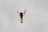  ( - Syr20210622)  @11 [ ] CreativeCommons  Attribution Non-Commercial Share-Alike (2021) zhang tingting Shandong Agricultural University