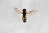  (Melanostoma orientale - Syr20210835)  @11 [ ] CreativeCommons  Attribution Non-Commercial Share-Alike (2021) zhang tingting Shandong Agricultural University