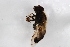  ( - Syr20211219)  @11 [ ] CreativeCommons  Attribution Non-Commercial Share-Alike (2021) zhang tingting Shandong Agricultural University