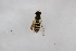  ( - Syr20212285)  @11 [ ] CreativeCommons  Attribution Non-Commercial Share-Alike (2021) zhang tingting Shandong Agricultural University