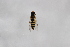  ( - Syr20212286)  @11 [ ] CreativeCommons  Attribution Non-Commercial Share-Alike (2021) zhang tingting Shandong Agricultural University