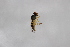  ( - Syr20212286)  @11 [ ] CreativeCommons  Attribution Non-Commercial Share-Alike (2021) zhang tingting Shandong Agricultural University