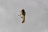  ( - Syr20212305)  @11 [ ] CreativeCommons  Attribution Non-Commercial Share-Alike (2021) zhang tingting Shandong Agricultural University