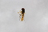  ( - Syr20212321)  @11 [ ] CreativeCommons  Attribution Non-Commercial Share-Alike (2021) zhang tingting Shandong Agricultural University