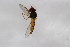  ( - Syr20212368)  @13 [ ] CreativeCommons  Attribution Non-Commercial Share-Alike (2021) zhang tingting Shandong Agricultural University