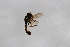  ( - Syr20212380)  @11 [ ] CreativeCommons  Attribution Non-Commercial Share-Alike (2021) zhang tingting Shandong Agricultural University