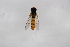 ( - Syr20212381)  @11 [ ] CreativeCommons  Attribution Non-Commercial Share-Alike (2021) zhang tingting Shandong Agricultural University