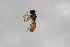  ( - Syr20212381)  @11 [ ] CreativeCommons  Attribution Non-Commercial Share-Alike (2021) zhang tingting Shandong Agricultural University