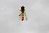  ( - Syr20212410)  @11 [ ] CreativeCommons  Attribution Non-Commercial Share-Alike (2021) zhang tingting Shandong Agricultural University