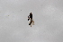  (Neoascia dispar - Syr20212417)  @11 [ ] CreativeCommons  Attribution Non-Commercial Share-Alike (2021) zhang tingting Shandong Agricultural University