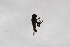  ( - Syr20212490)  @11 [ ] CreativeCommons  Attribution Non-Commercial Share-Alike (2021) zhang tingting Shandong Agricultural University