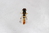  ( - Syr20212533)  @11 [ ] CreativeCommons  Attribution Non-Commercial Share-Alike (2021) zhang tingting Shandong Agricultural University