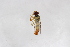  ( - Syr20212533)  @11 [ ] CreativeCommons  Attribution Non-Commercial Share-Alike (2021) zhang tingting Shandong Agricultural University