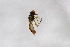  ( - Syr20212632)  @11 [ ] CreativeCommons  Attribution Non-Commercial Share-Alike (2021) zhang tingting Shandong Agricultural University