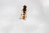  ( - Syr20212633)  @11 [ ] CreativeCommons  Attribution Non-Commercial Share-Alike (2021) zhang tingting Shandong Agricultural University